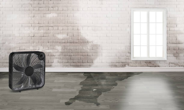 Best Carpet water damage restoration  in Colstrip, MT